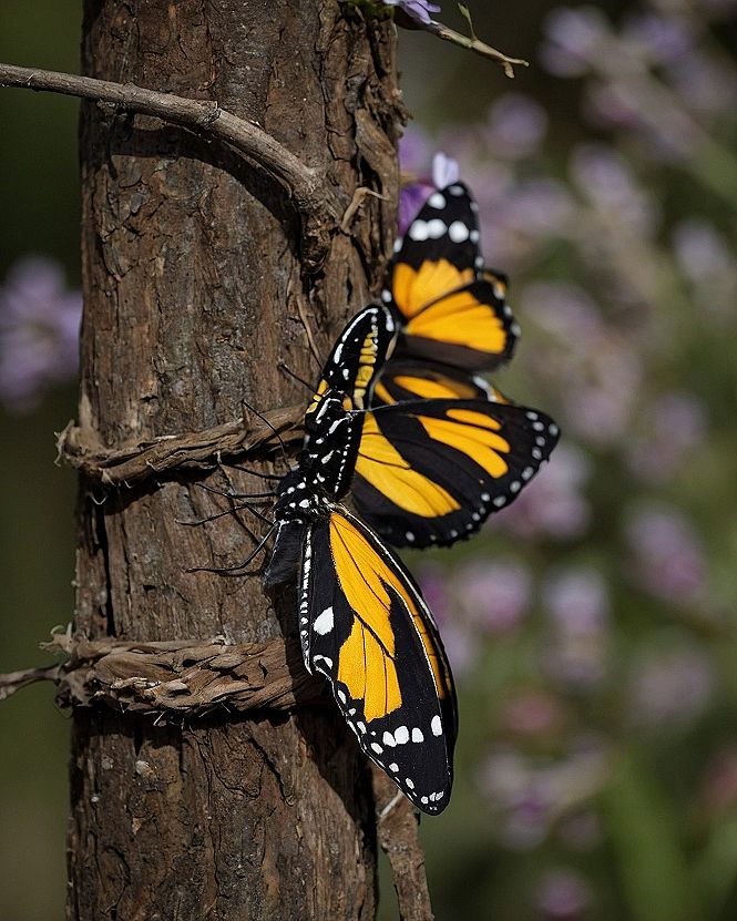 Creating a Garden Butterfly Haven Wall Mural