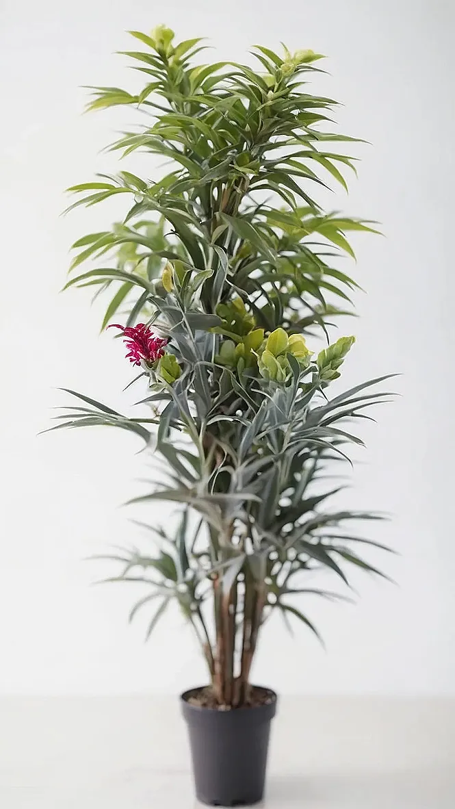 Effortless Evergreen