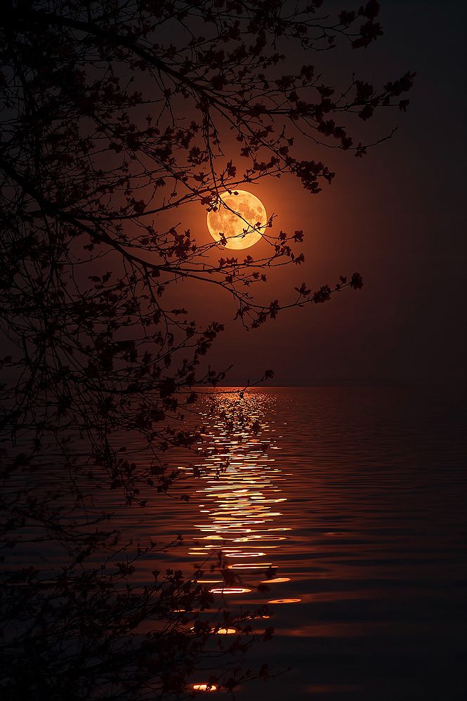 Aesthetic 4K iPhone Sunset Wallpapers: Full Moon & Cherry Blossom Dreams