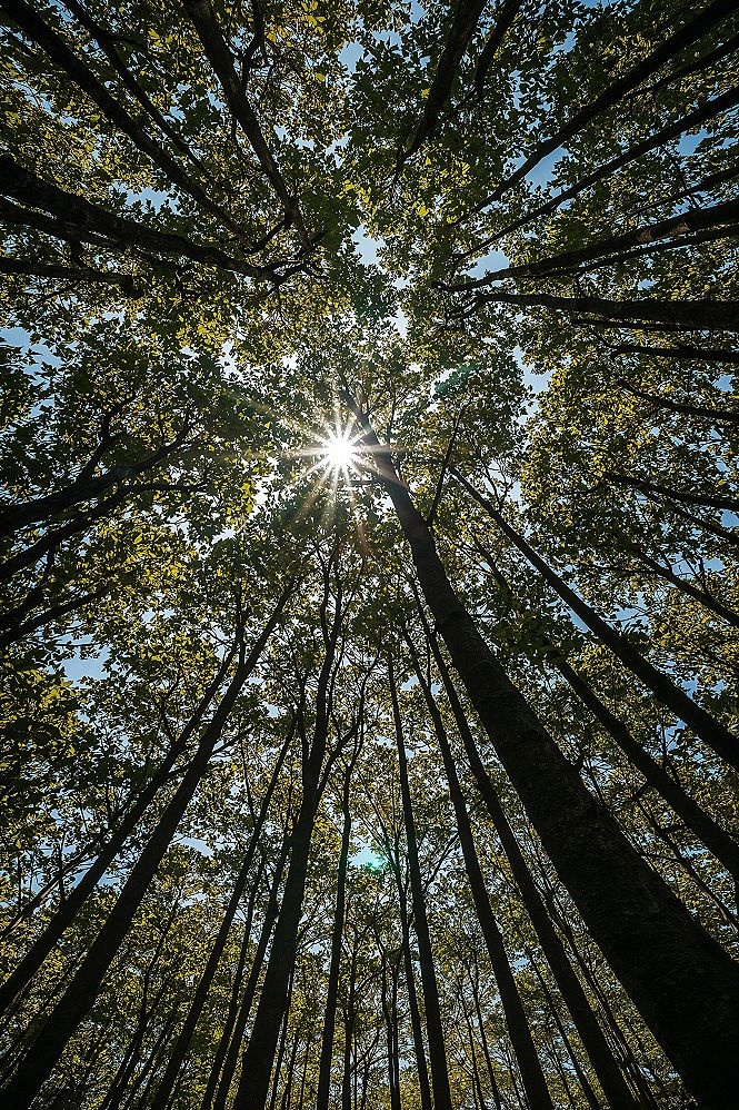 Golden Light Forest Scenery: Inspirational Nature Wallpapers