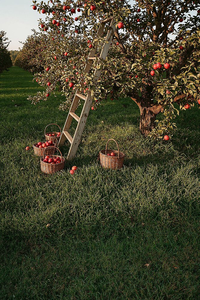 Rustic Autumn Apple Picking Scenes & Orchard Landscape Ideas