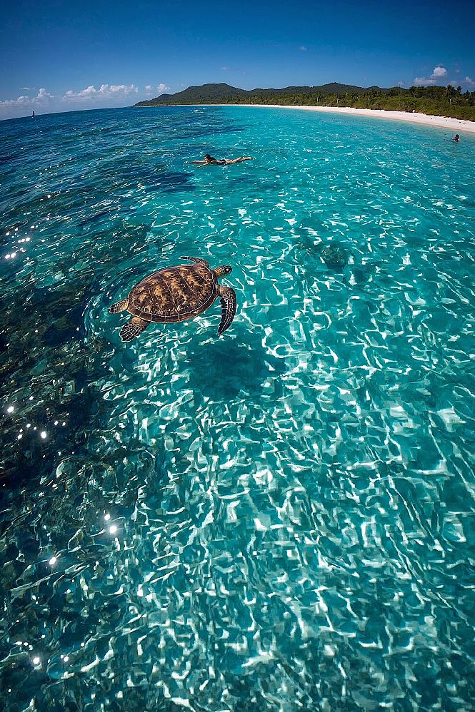 Maui's Ocean Vibes: Tropical Turtle Encounters