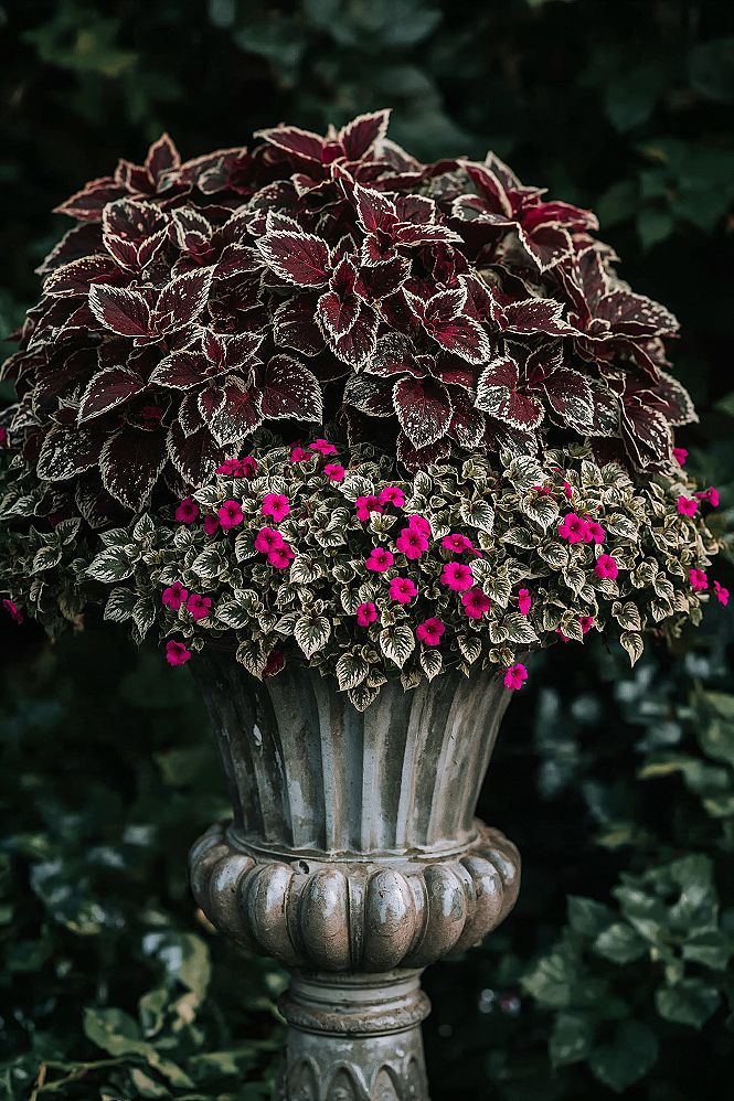 Vibrant Coleus Containers for Shade Gardens & Outdoor Decor