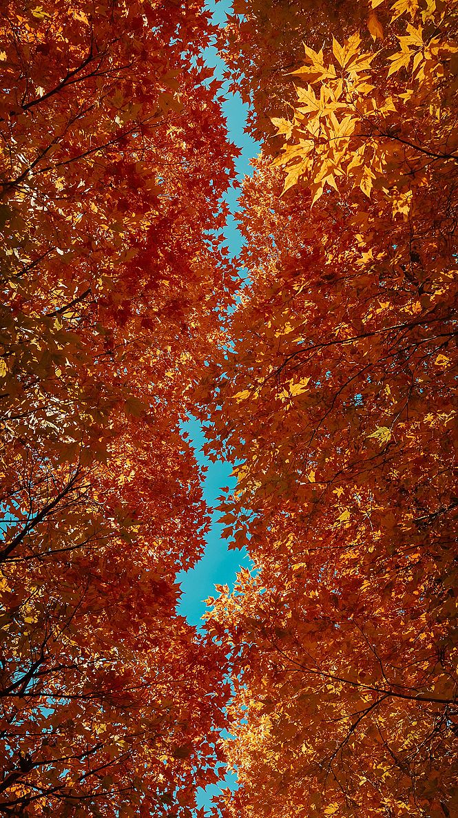 Vibrant Autumn Wallpaper: Aesthetic Fall Colors for Your Phone