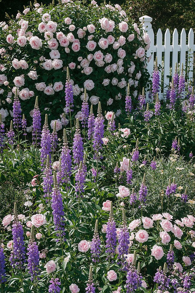 Romantic Cottage Garden Plan: Purple & Pink Blooms