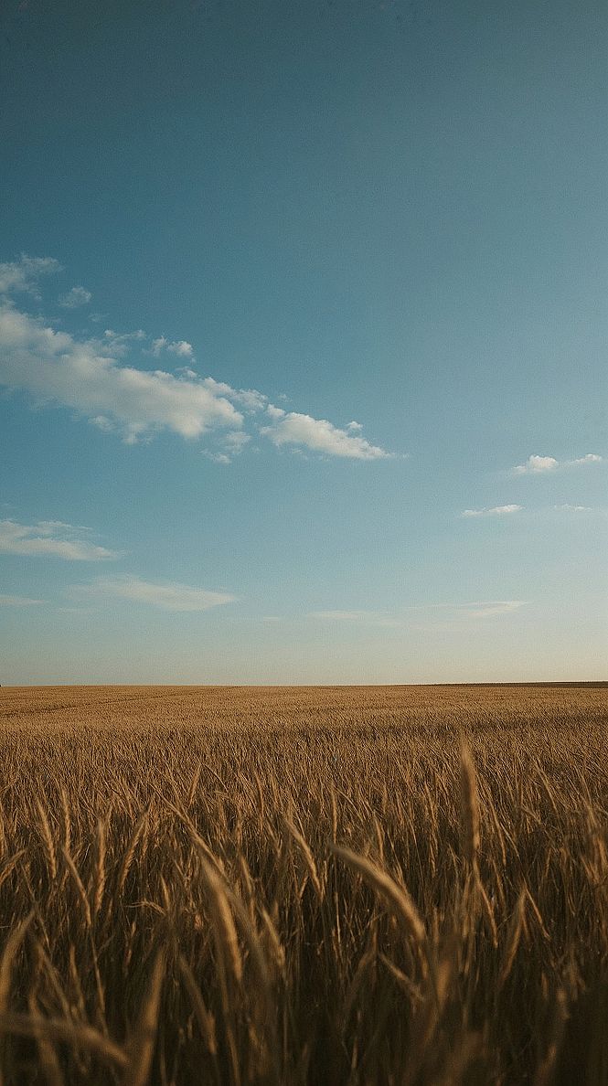 Golden Field Serenity: Aesthetic Nature Phone Wallpaper
