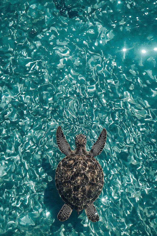 Aesthetic Summer Journey: Tranquil Sea Turtle Phone Wallpaper
