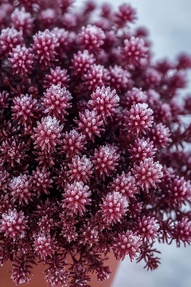 Winter Heath Magic: Purple Hues in Your Frosty Garden