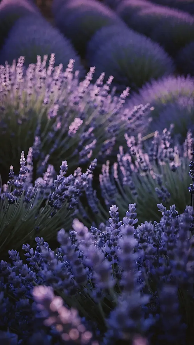 Perfect Purple Panorama