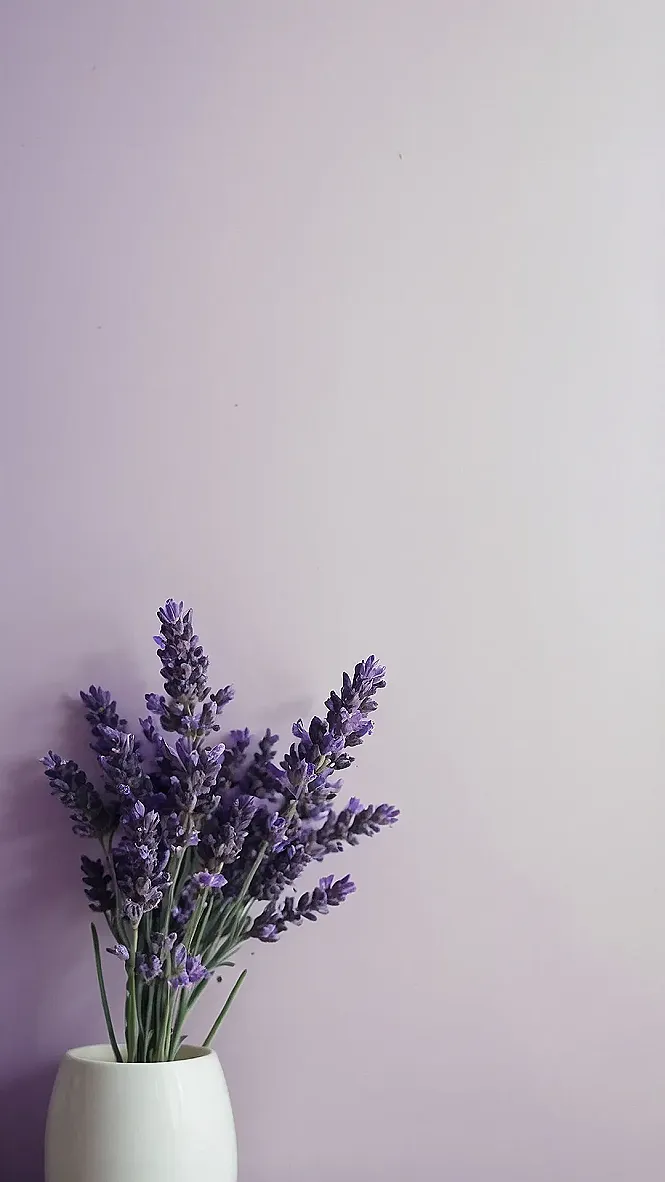 Wallpaper Wonderland