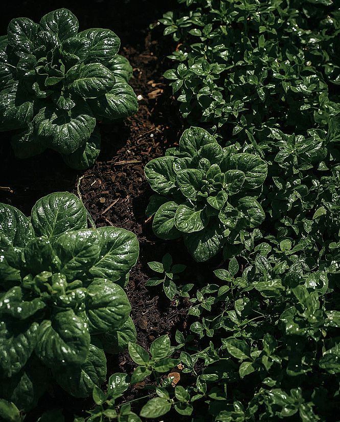 DIY Garden Fertilizer: Boost Your Veggie Beds Naturally