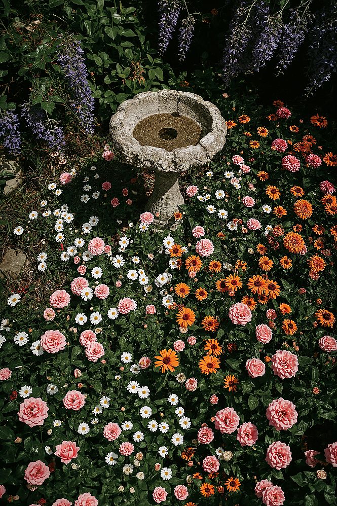Enchanting English Cottage Garden with Bird Bath Charm