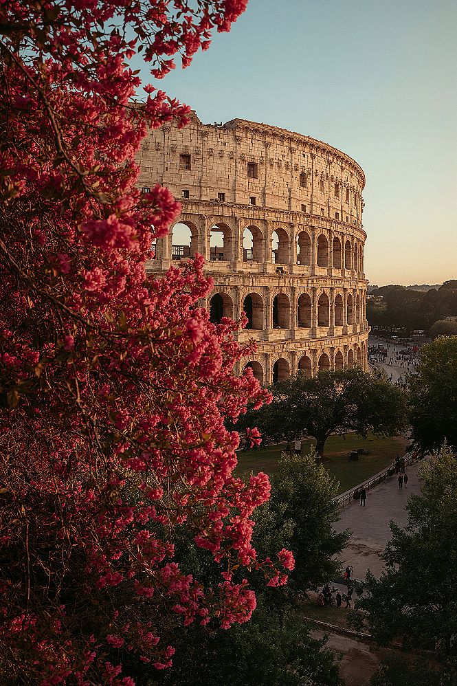 Rome in Bloom: Colosseum Cherry Blossom Photography