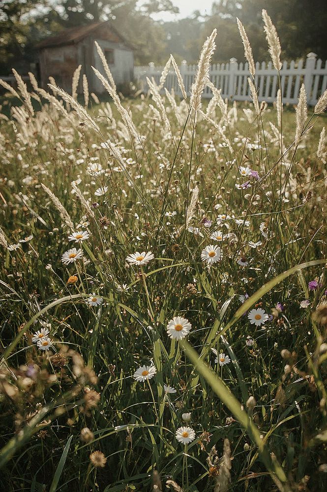 Dreamy Cottage Wildflowers: Lush Garden Ideas for a Cozy Outdoor Retreat