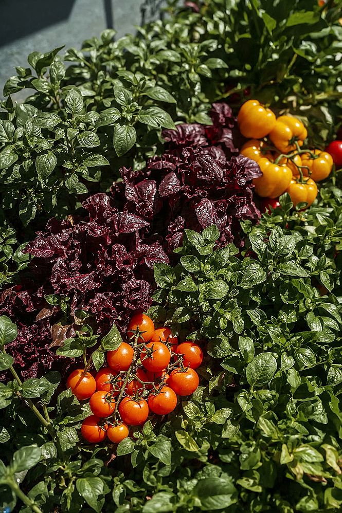Vibrant & Compact: Small Garden Design Vegetable bursting with Color