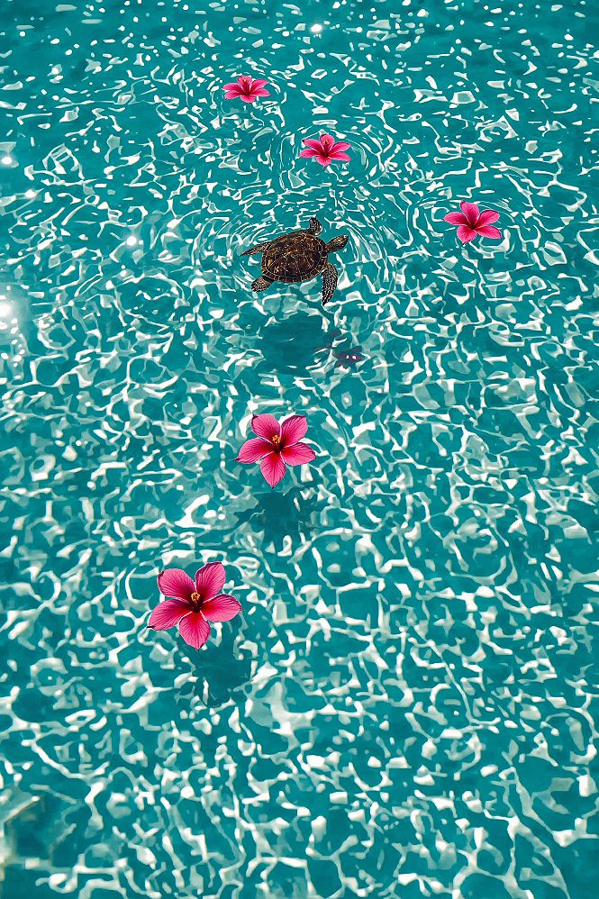 Enchanting Nature Scene: Turtle & Floating Flowers Wallpaper