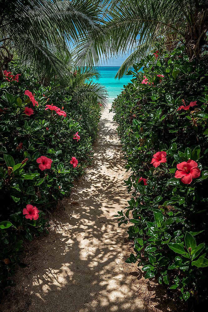 Path to Paradise: Cute Summer Wallpapers & Tropical Escapes