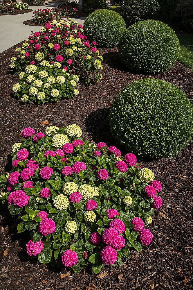 Stunning Hydrangea Landscaping for Front Yard Curb Appeal