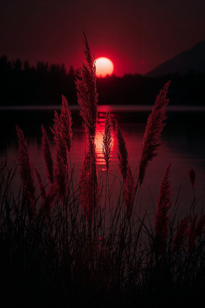 Dramatic Red Reeds Sunset: Beautiful Nature Wallpaper for Screens