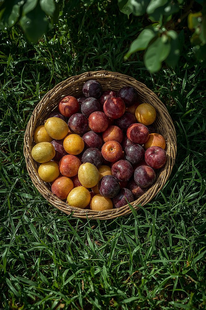 Summer Fruit Harvest: Cottagecore Basket of Ripe Plums