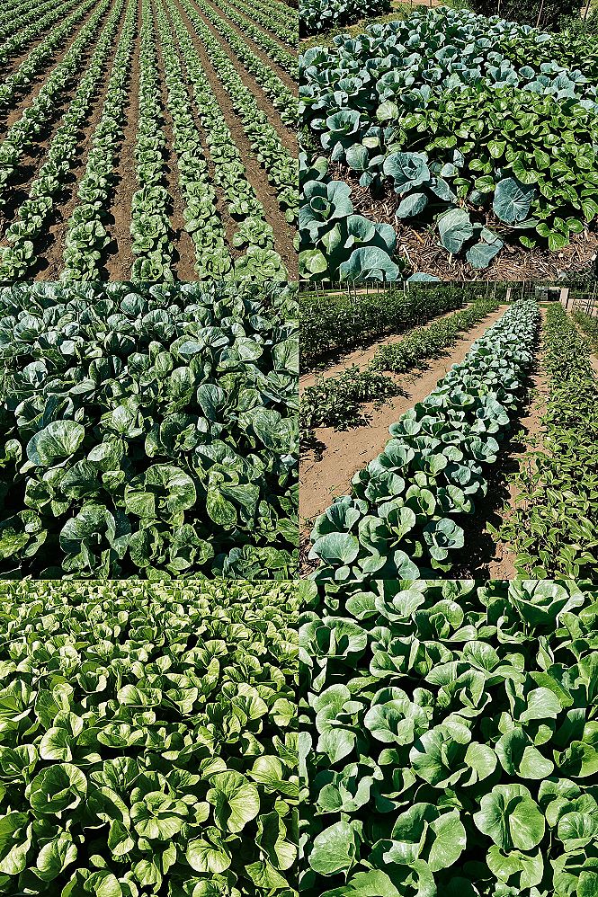 Maximize Harvest: Top In-Ground & Above Ground Garden Layouts for Projects
