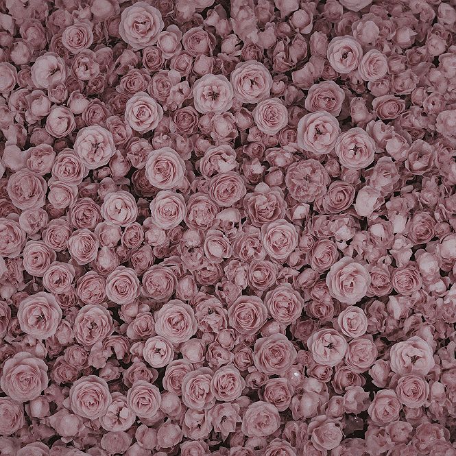 Romantic Pink Rose Aesthetic: Dreamy Garden Inspiration