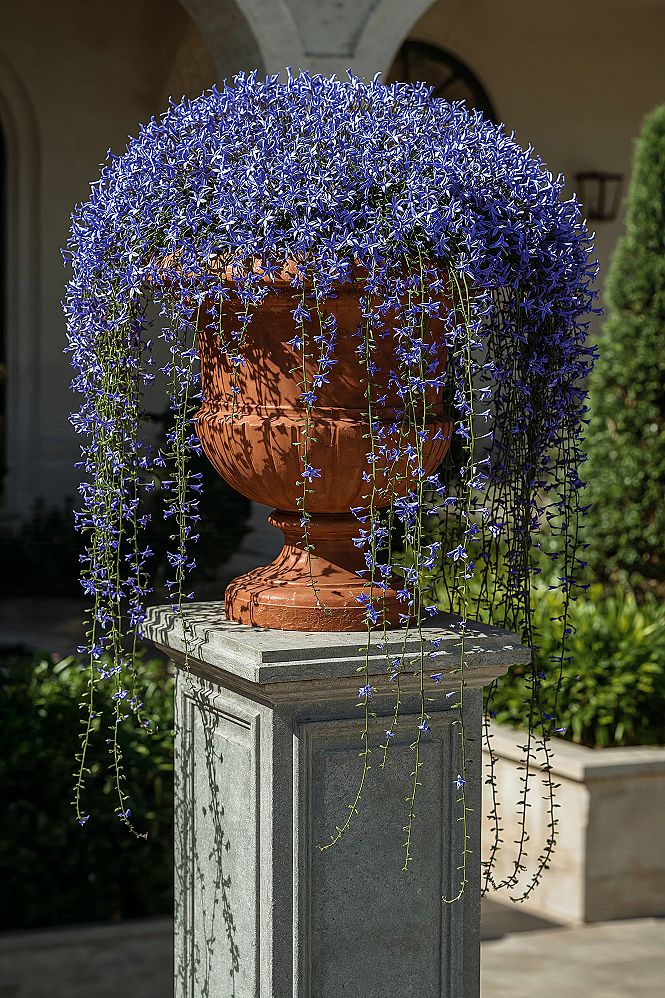Stunning Cascading Flower Pot Ideas for Outdoor Spaces