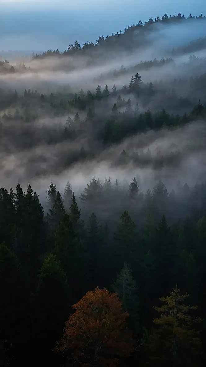 Lost in Mist
