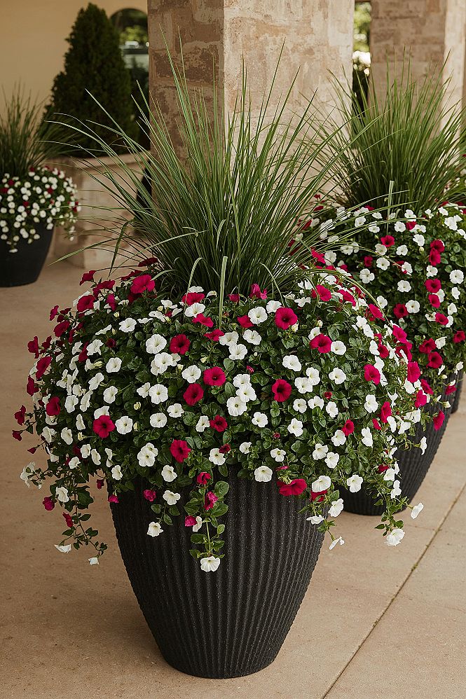 Stunning Patio Flower Pot Displays: Outdoor Garden Ideas for 2026