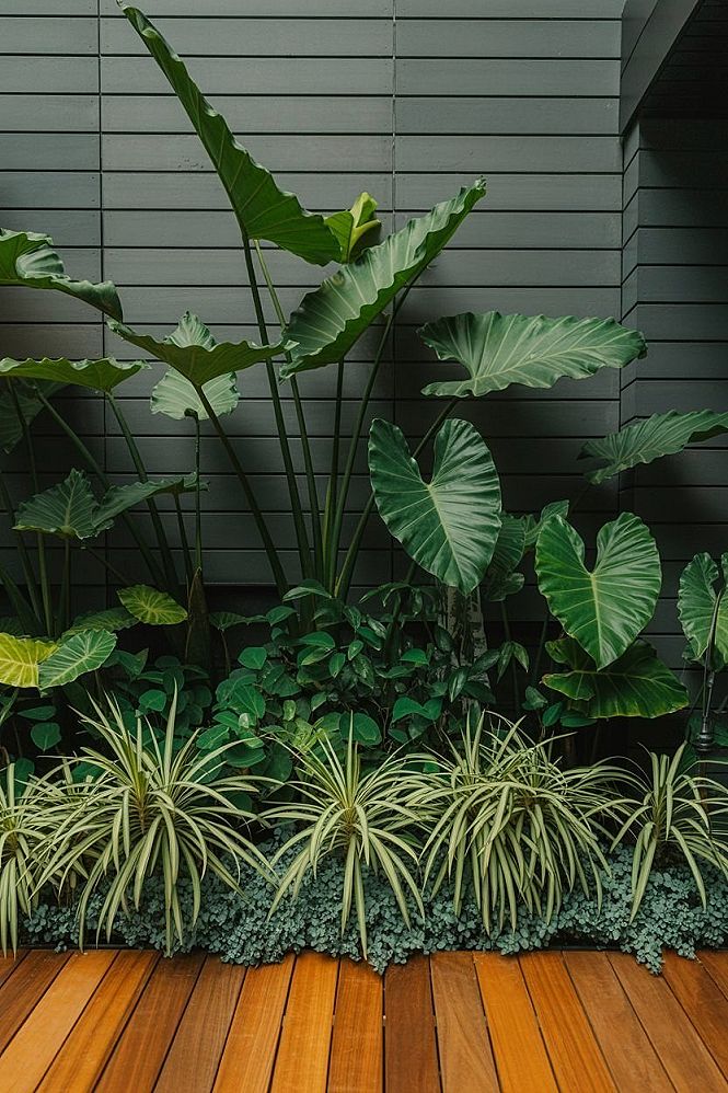 Lush Tropical Garden Design: Elephant Ears & Modern Deck Ideas
