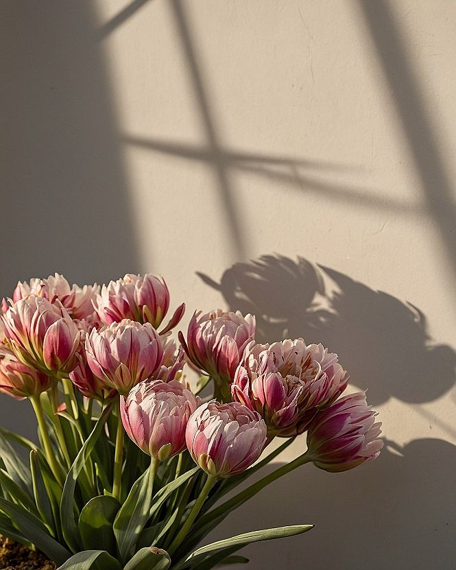 Why Double Tulips Create Such a Charming Aesthetic