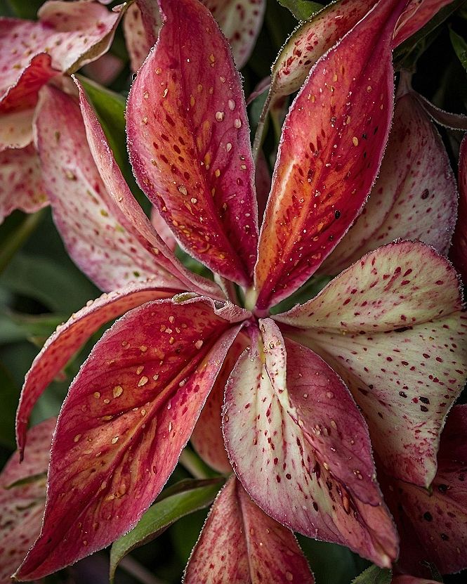 Adding Botanical Details to Your Mobile Display