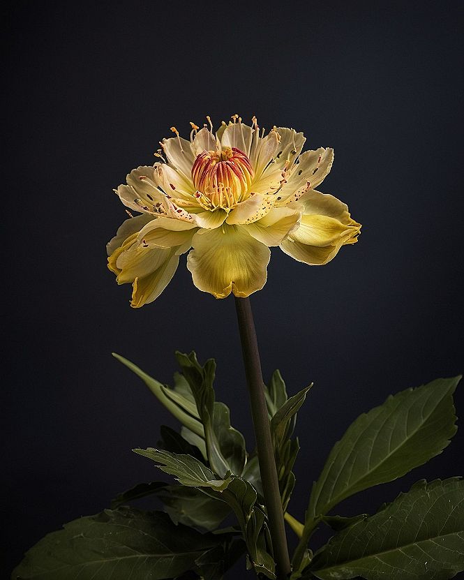 Choosing Botanical Wallpaper Backgrounds for Your Phone