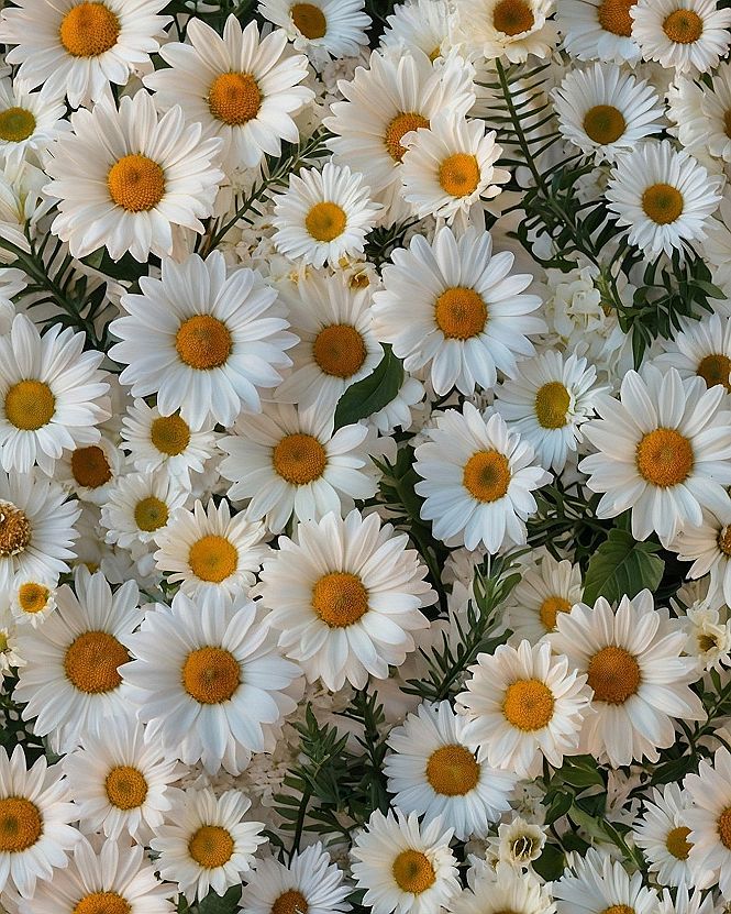 Selecting the Right White Daisies for Your Sunny Garden