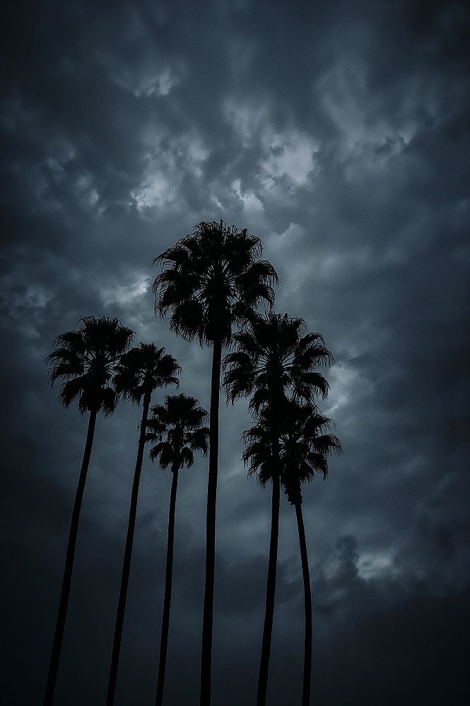 Dark Nature Photography: Aesthetic 4K Palm Tree Wallpapers