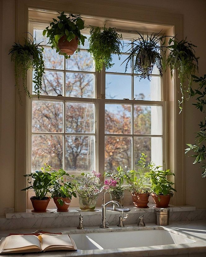 Creating a windowsill herb and trailing plant garden