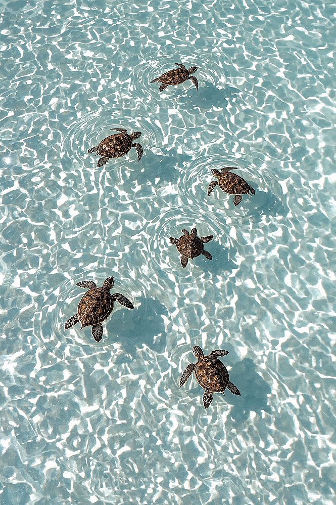 Adorable Baby Sea Turtles: Heartwarming Ocean Screensaver