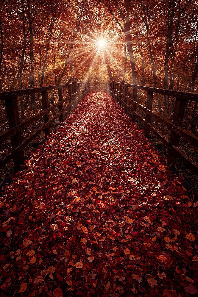 Forest Path Splendor: Breathtaking Fall Pictures & Natural Places Wallpaper