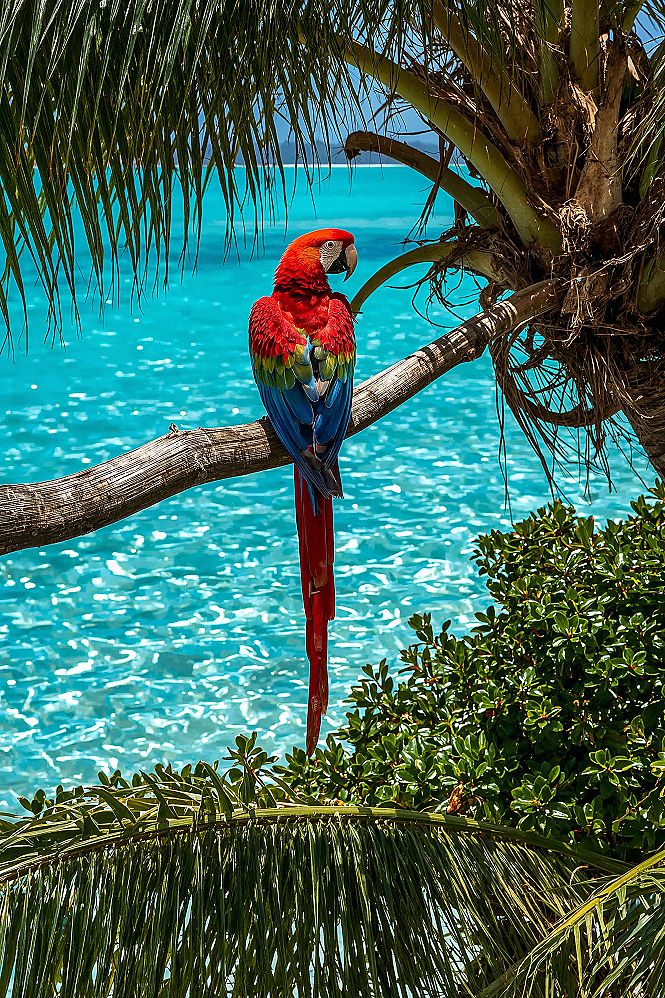 Tropical Macaw Wallpaper: Exotic Birds & Turquoise Waters 4K