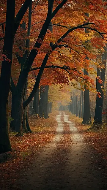 A Walk Through the Woods: