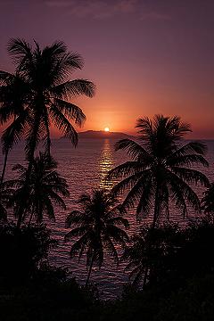 Serene Sunset Palm Trees: Macbook Dark Nature Wallpaper