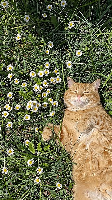 Why A Ginger Cat On Grass Wallpaper Brightens Your Phone