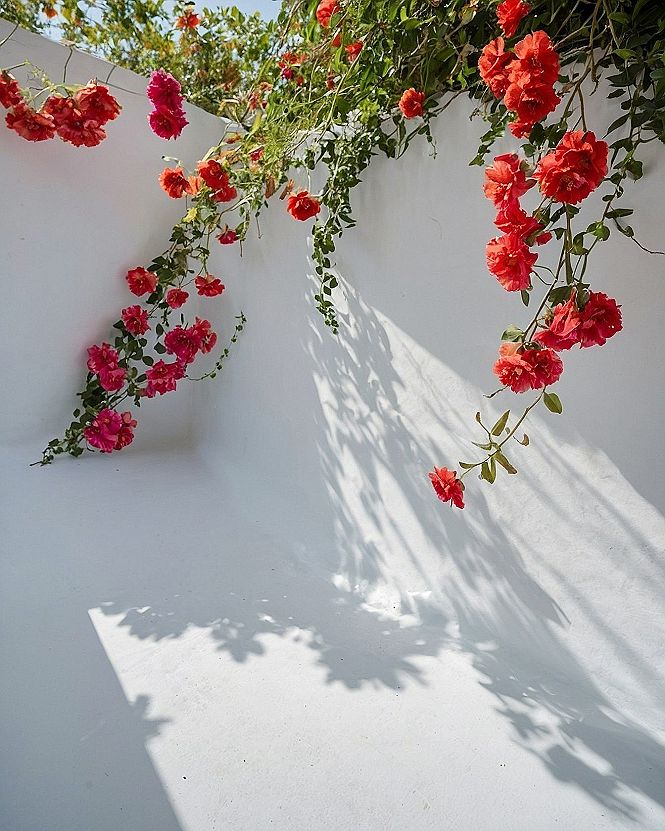 Bringing Blooming Roses to Your Phone Screen
