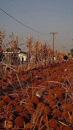 Styling Outdoor Yard Displays With Corn Stalks