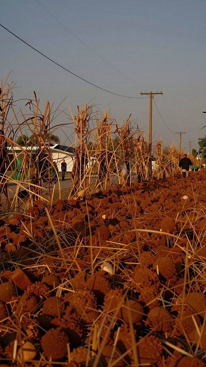 Styling Outdoor Yard Displays With Corn Stalks