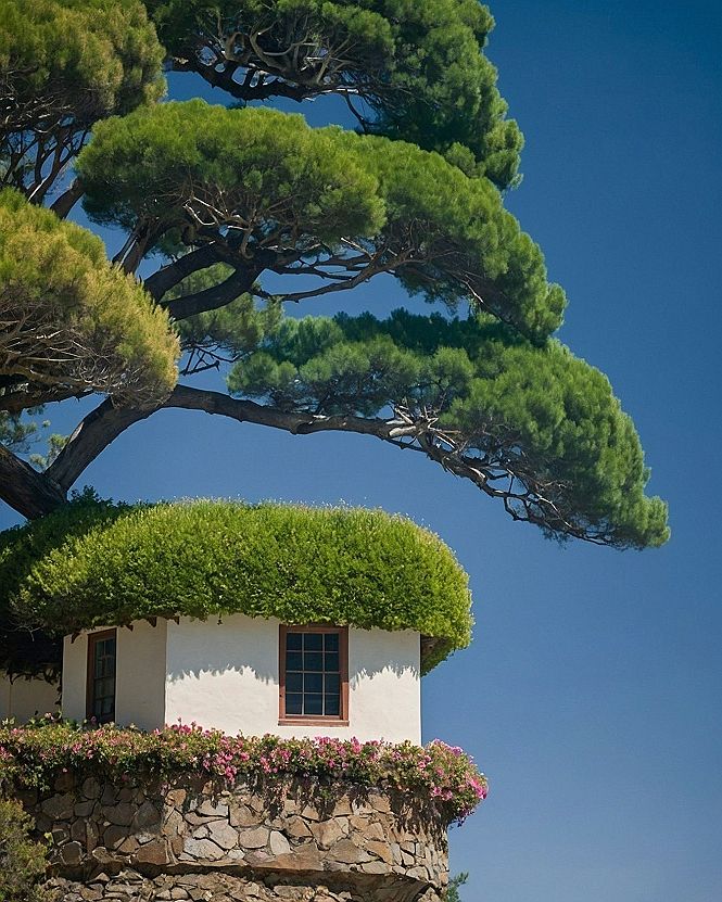 Choosing Sunny Anime Scenery Wallpapers with Pine Tree Motifs