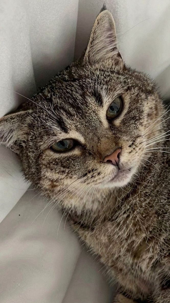 Selecting The Right Cat Wallpaper Tone For Your Phone Screen