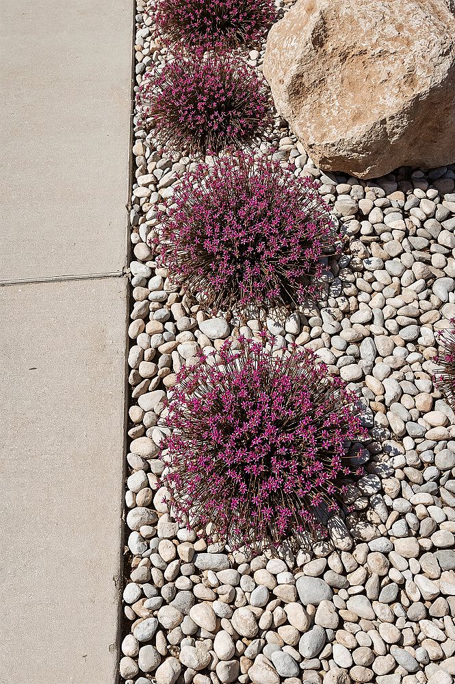 Vibrant Purple Flower Rock Garden for Hassle-Free Front Yards
