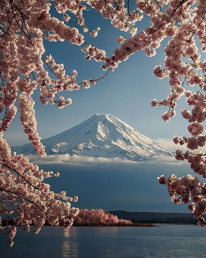 Snow-capped mountain framed by blooming cherry blossoms and azure sky