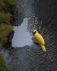 Vibrant yellow parrot perched above dark charcoal water currents
